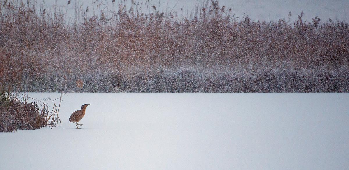 Bittern II in the snow