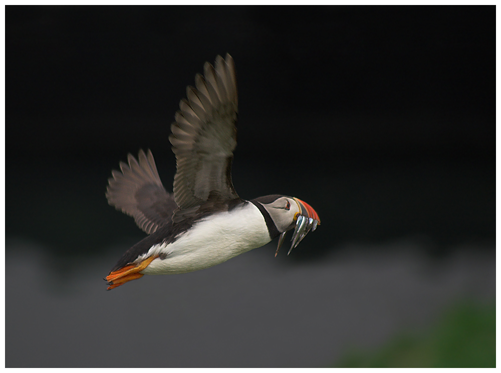 Puffin in flight
