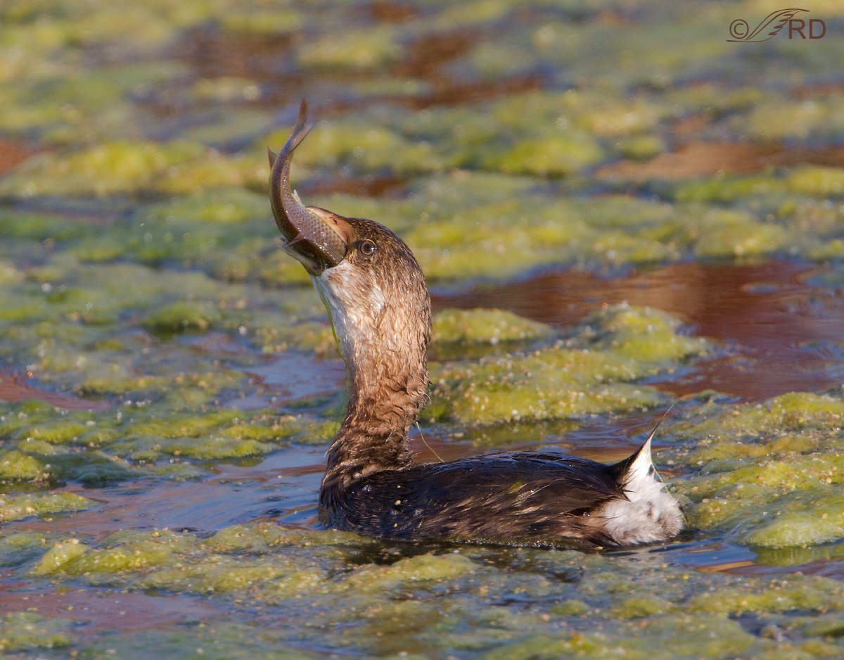 Pied-billed Grebe