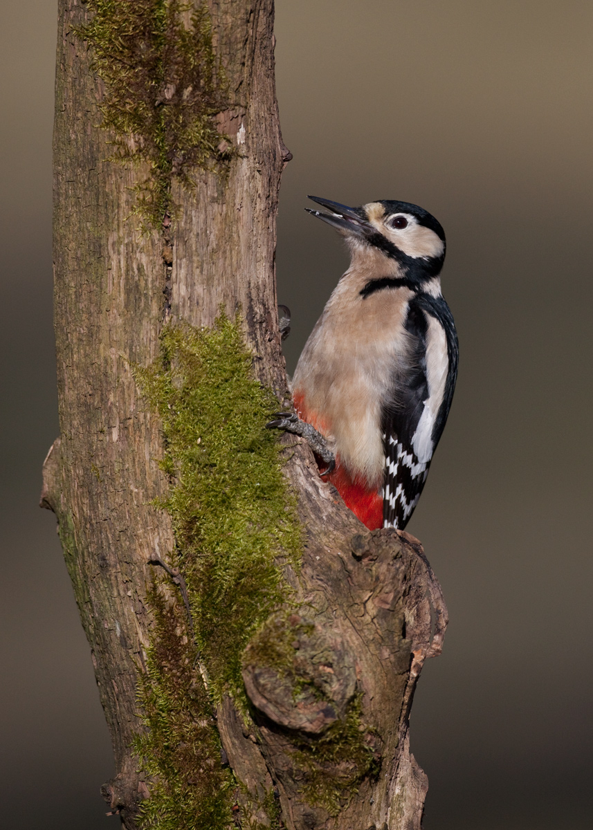 Great Spotted Woodpecker