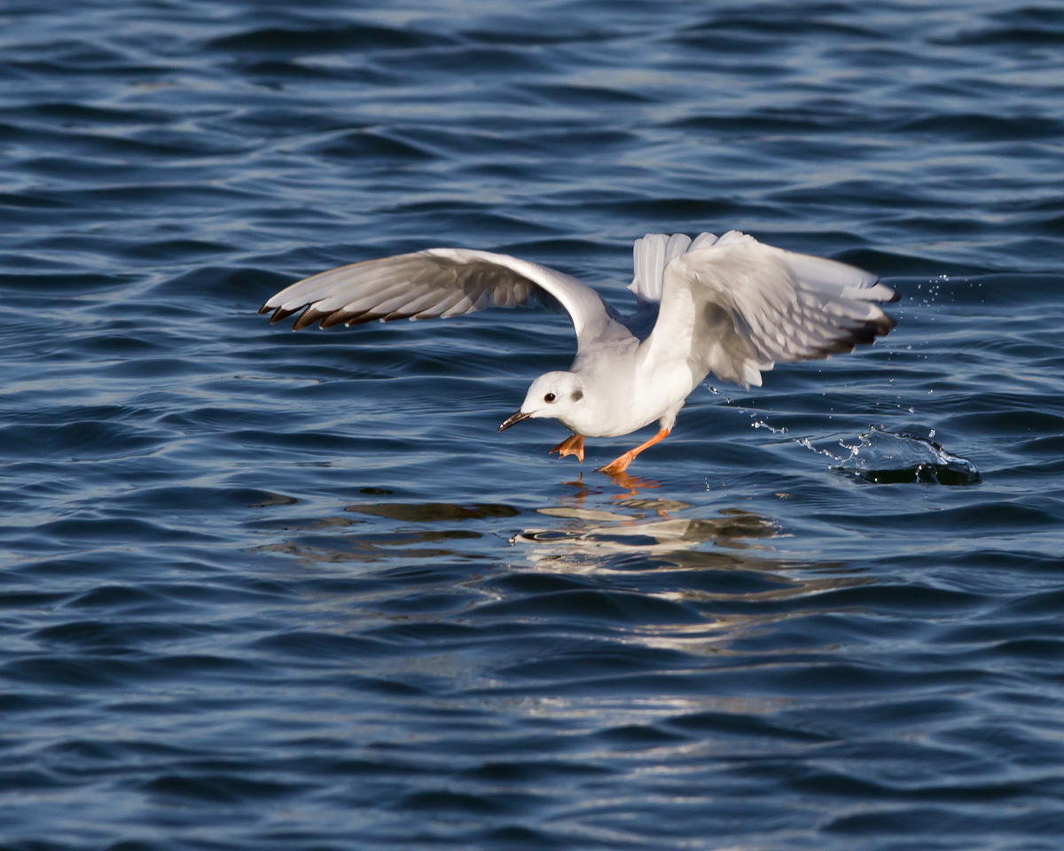 Bonaparte's Gull
