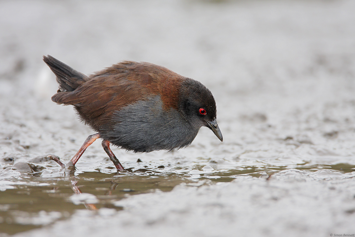 Spotless Crake