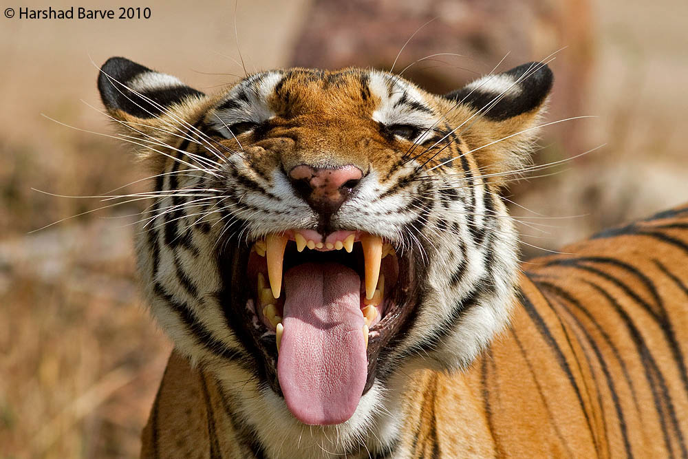 Flehmen Response