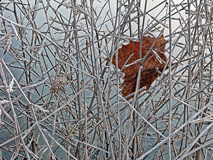 Winter by the Pond