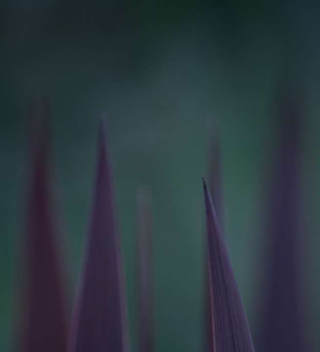 spiky 2 repost