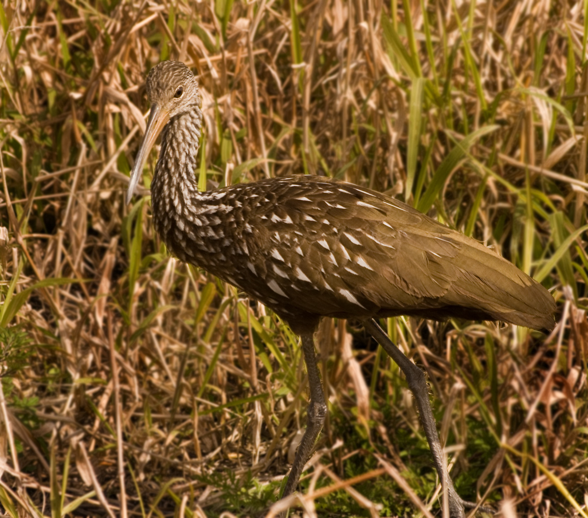 Another Limpkin