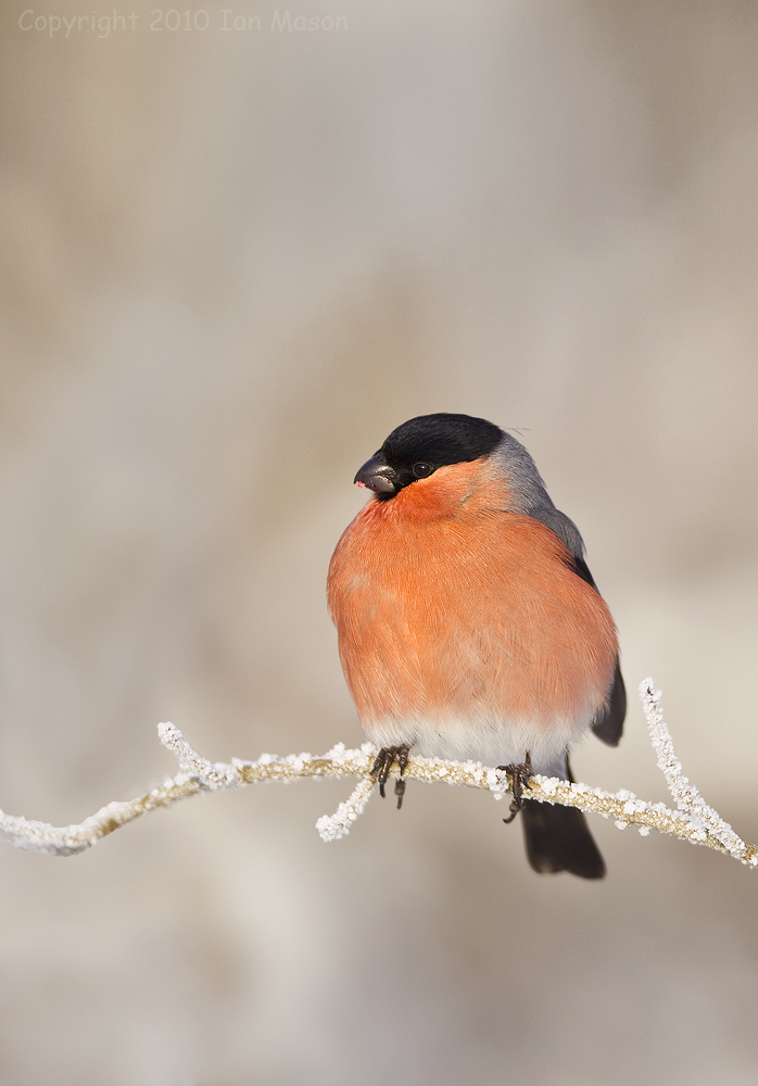 Bullfinch