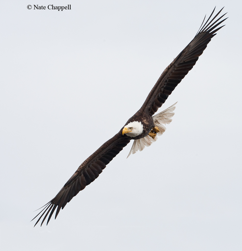 Bald Eagle