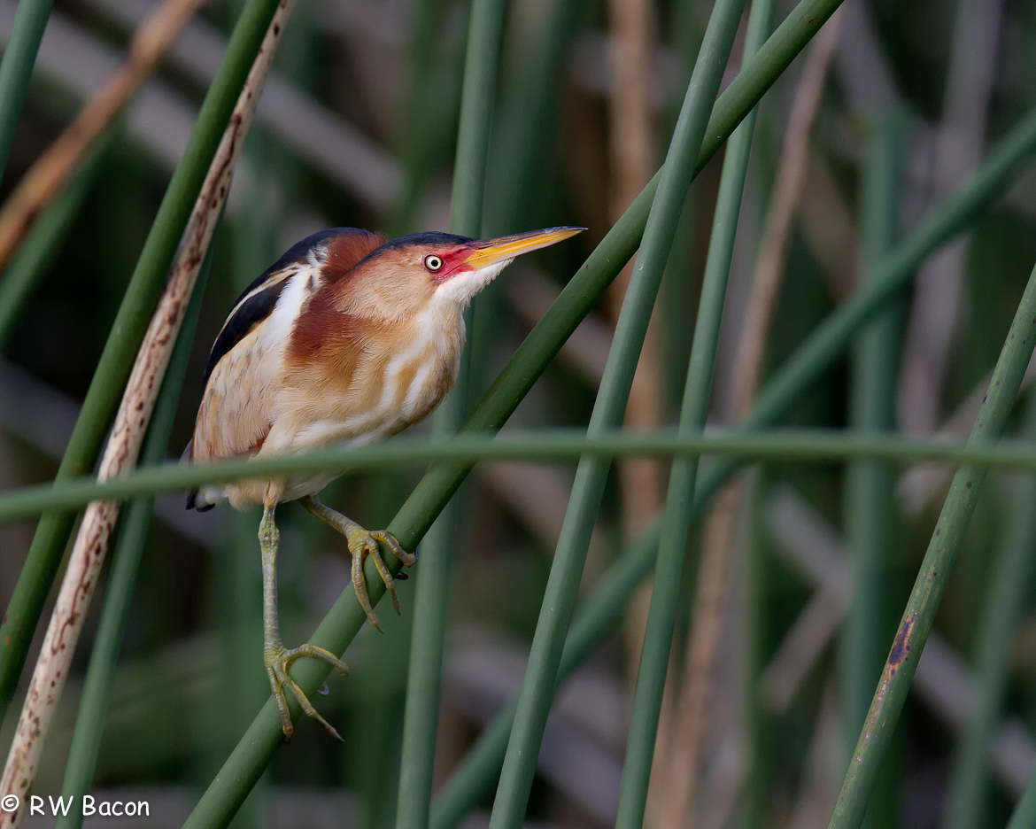 Least Bittern
