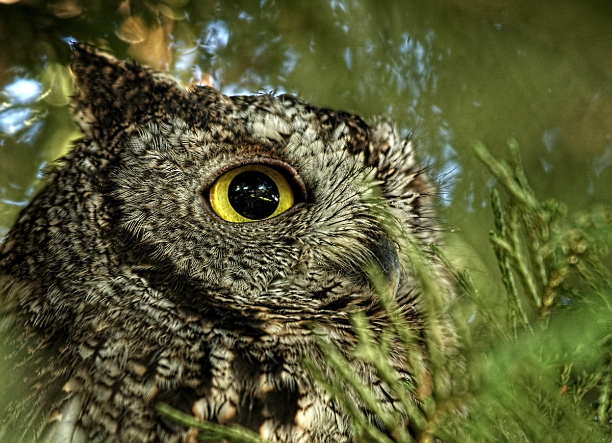 screechowlagain