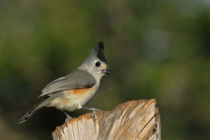 Flicking Titmouse