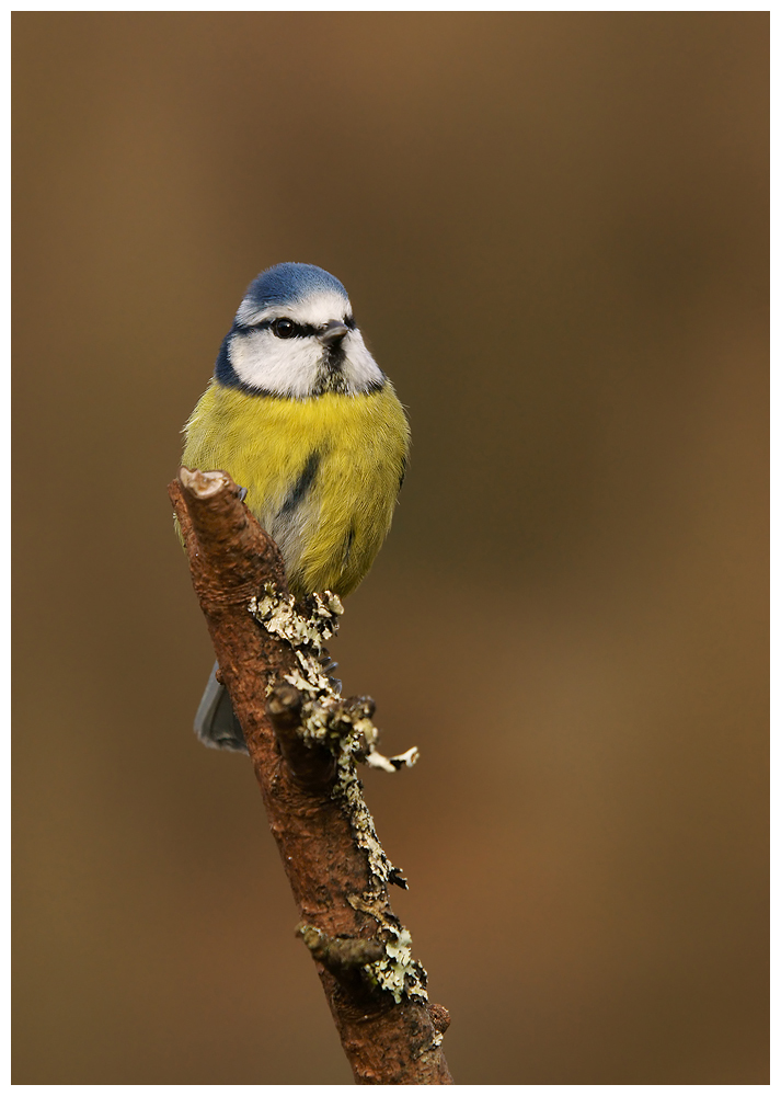 Tit on a stick