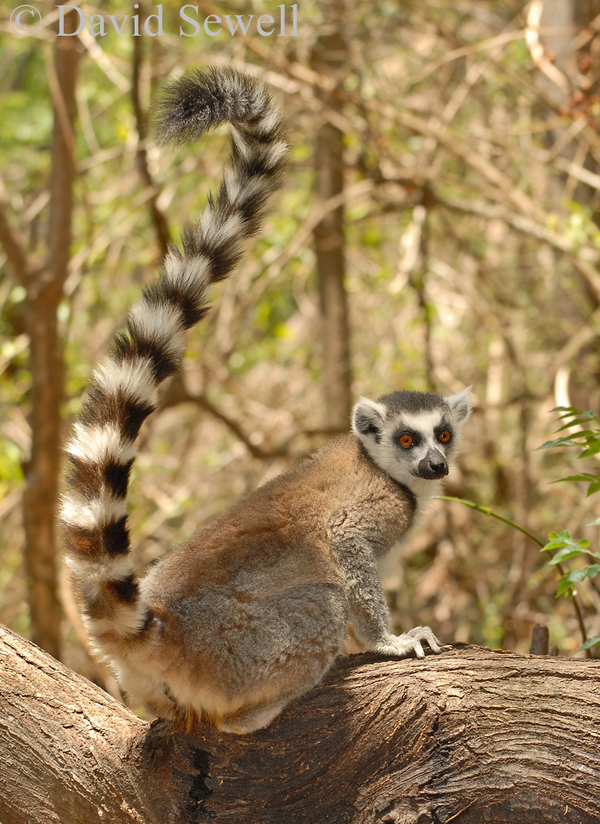 Ring-tailed lemur