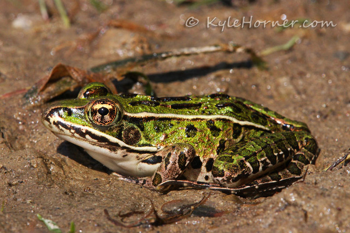Northern Leopard Frog