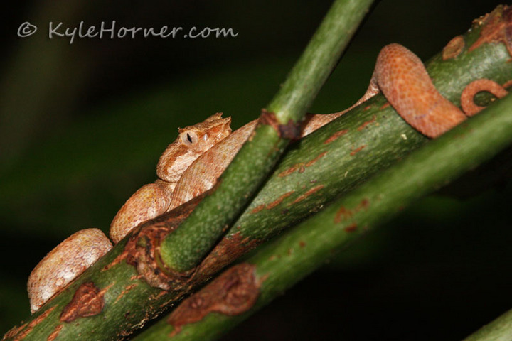 Eyelash Viper