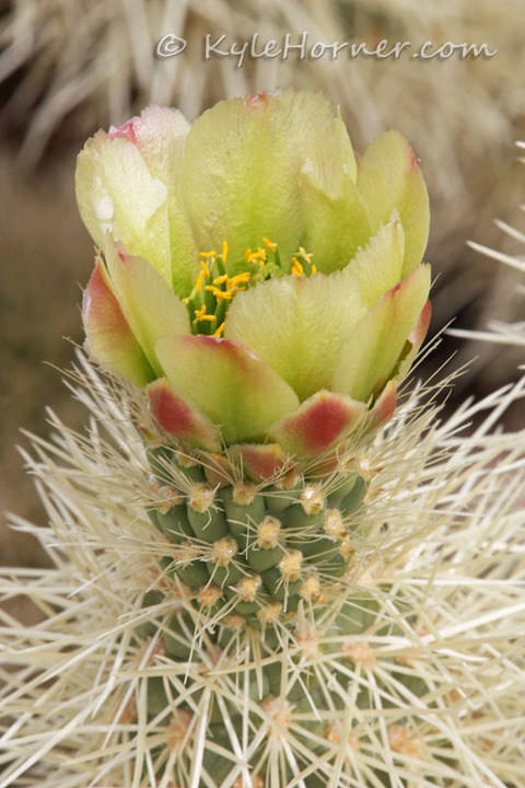 WC#463 - Teddy Bear Cholla
