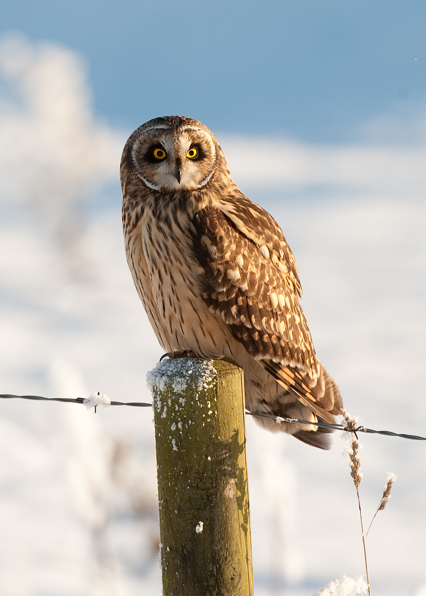 SEO portrait