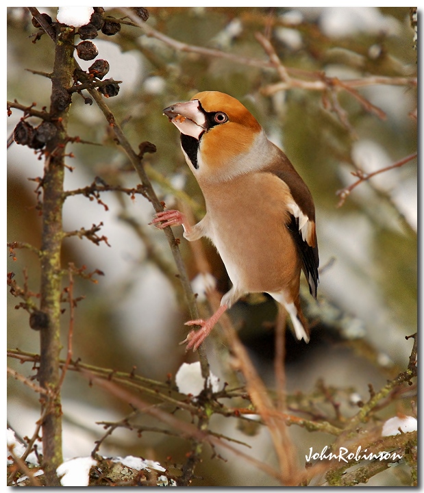 Hawfinch