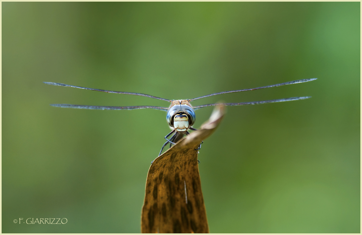Staring dragonfly