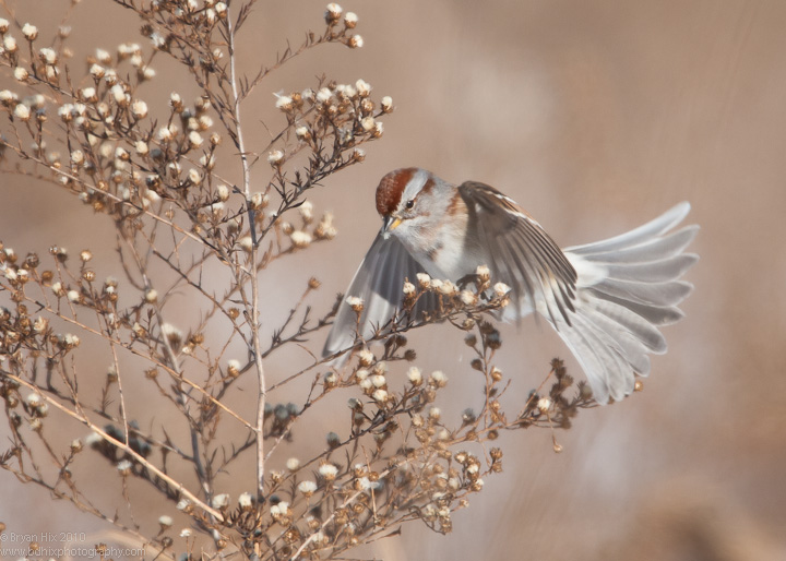 Amer. Tree Sparrow