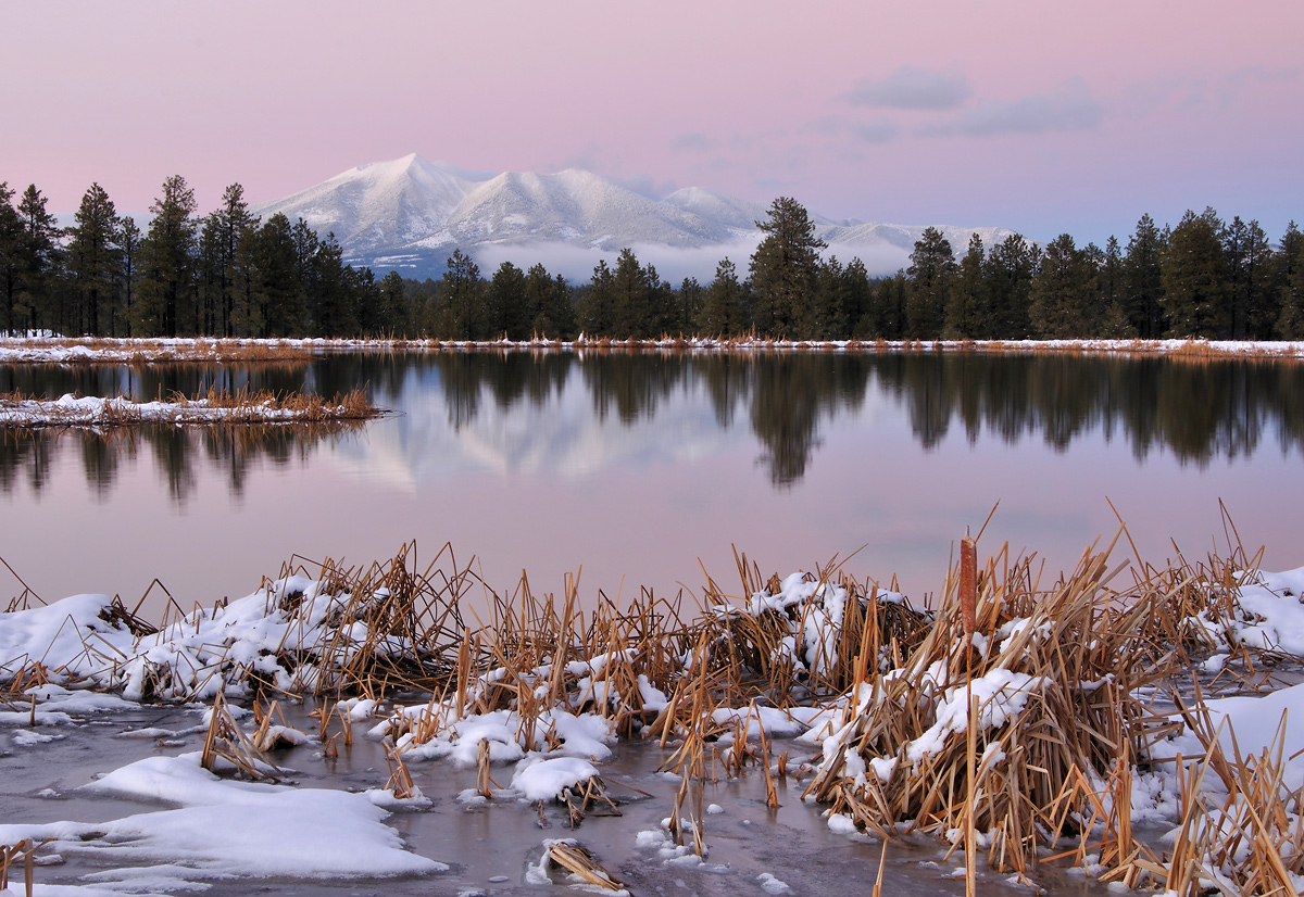 Wetlands Winter