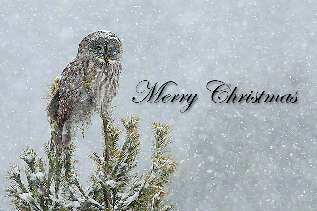 Merry Christmas