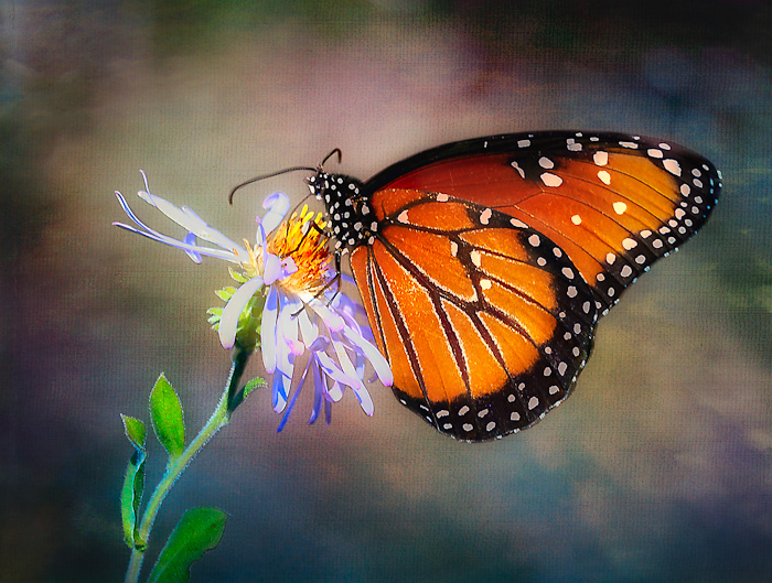 Majestic Monarch