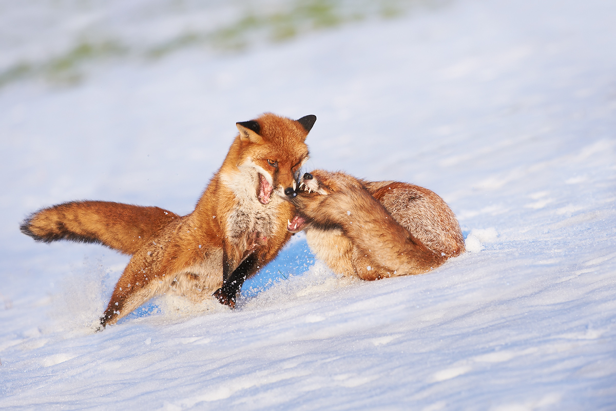 The fight begins