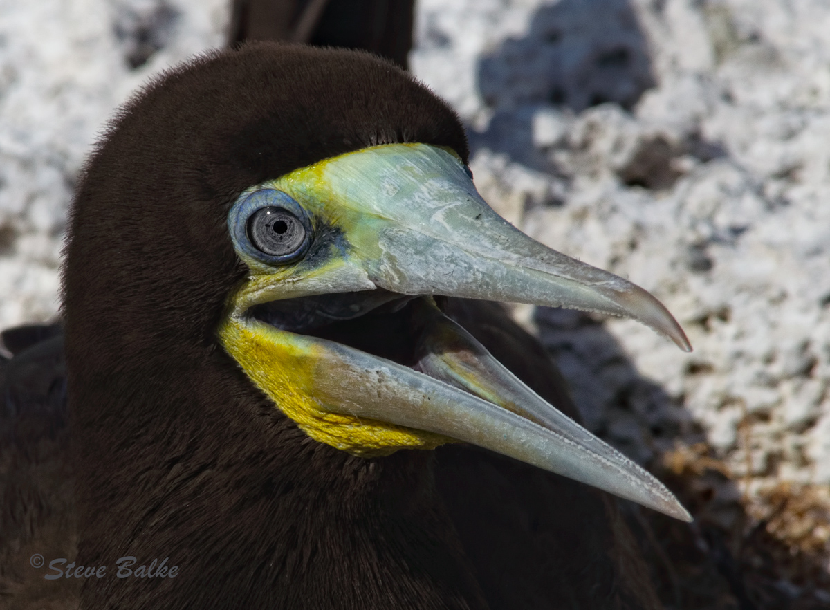 Brown Booby