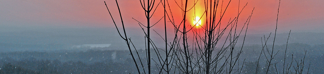 Burning Bush