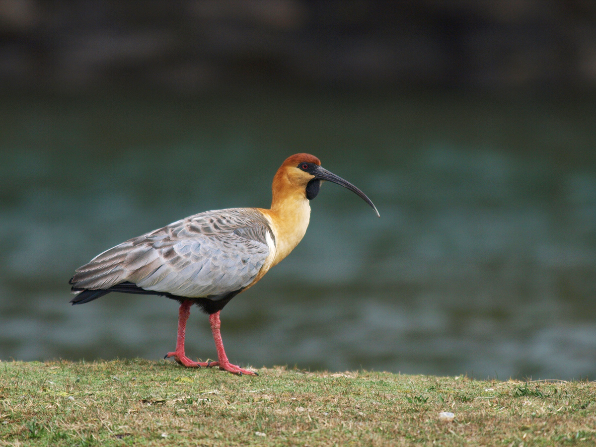 Black-faced Ibis