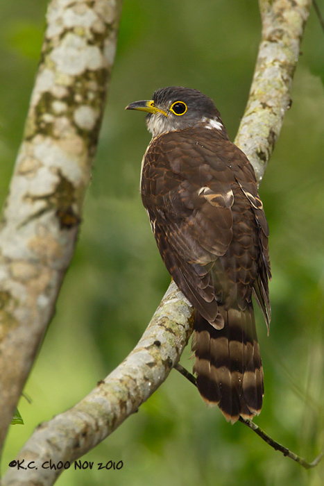 Hodgson's Hawk Cuckoo
