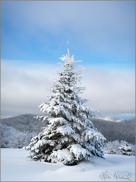 Half Moon and Fraser Fir