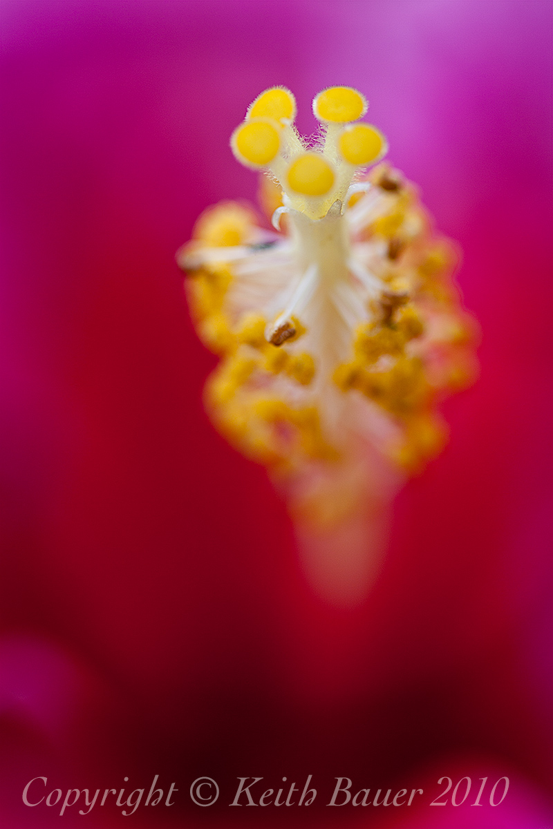 Hibiscus