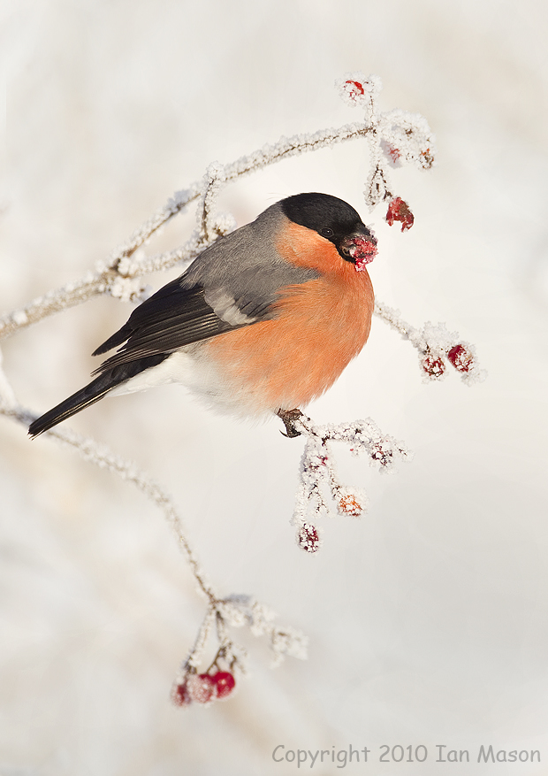 Bullfinch