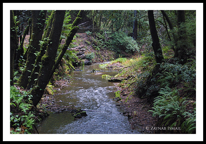 The Gazos Creek