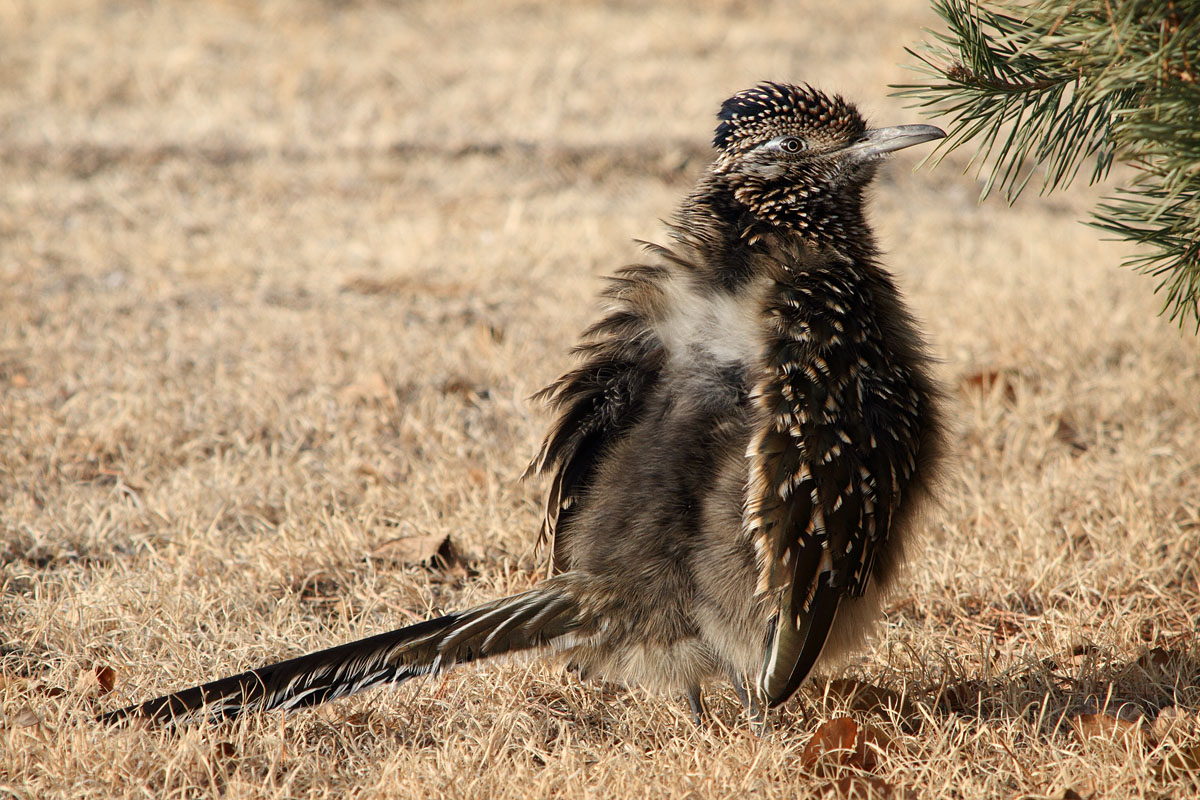 Cold Roadrunner