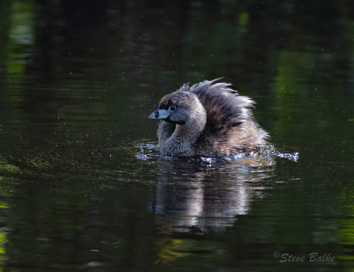 Grebe + Repost