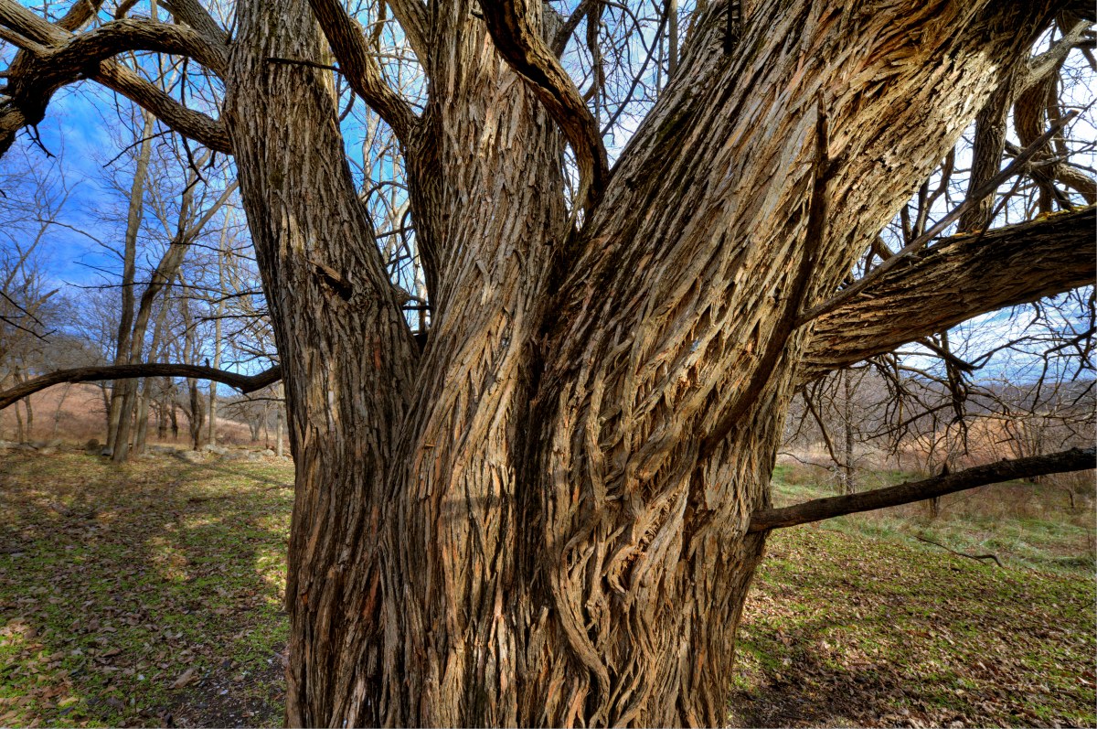 BoisDarc Bark