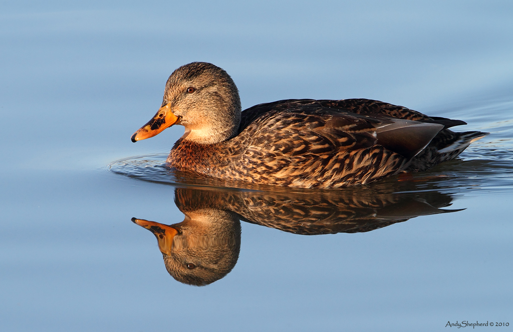 Mallard