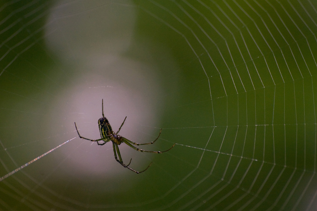 Spider in Spotlight