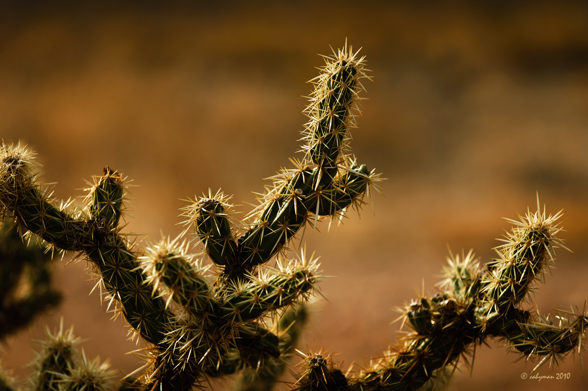 The Prickly People