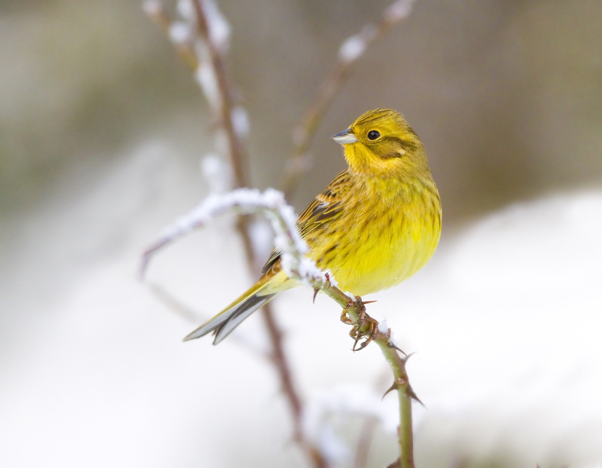 Yellowhammer