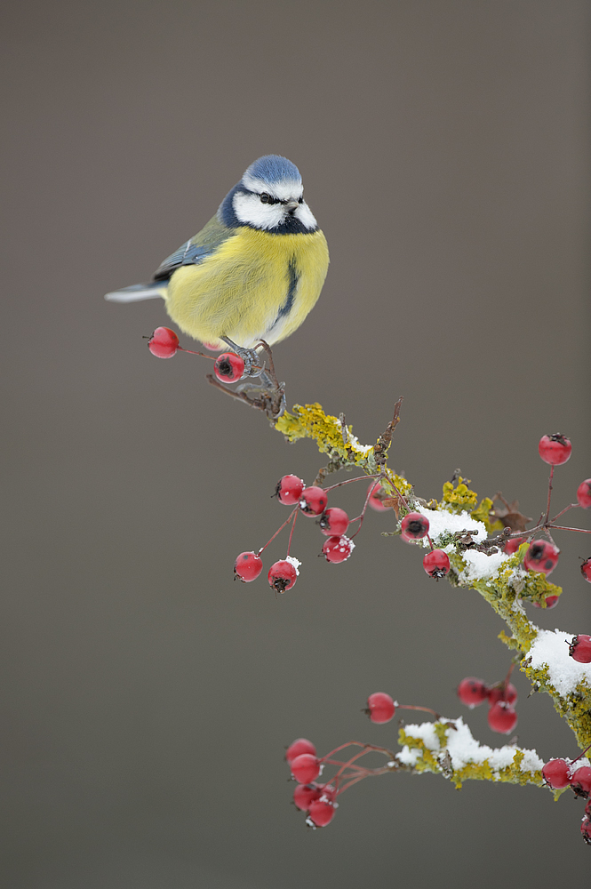 Just a blue tit