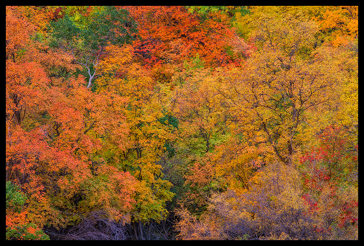 Zion's Palette