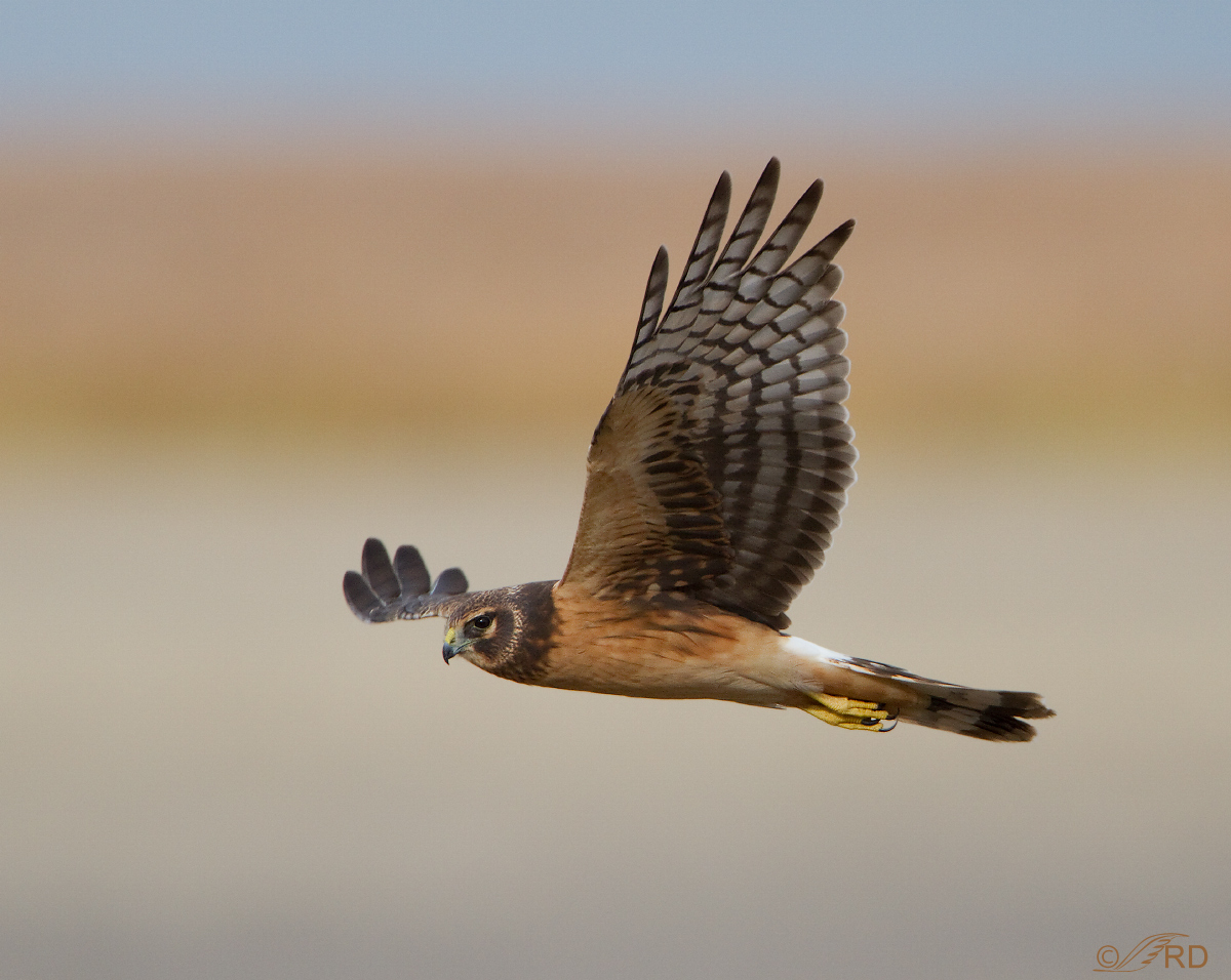 Northern Harrier