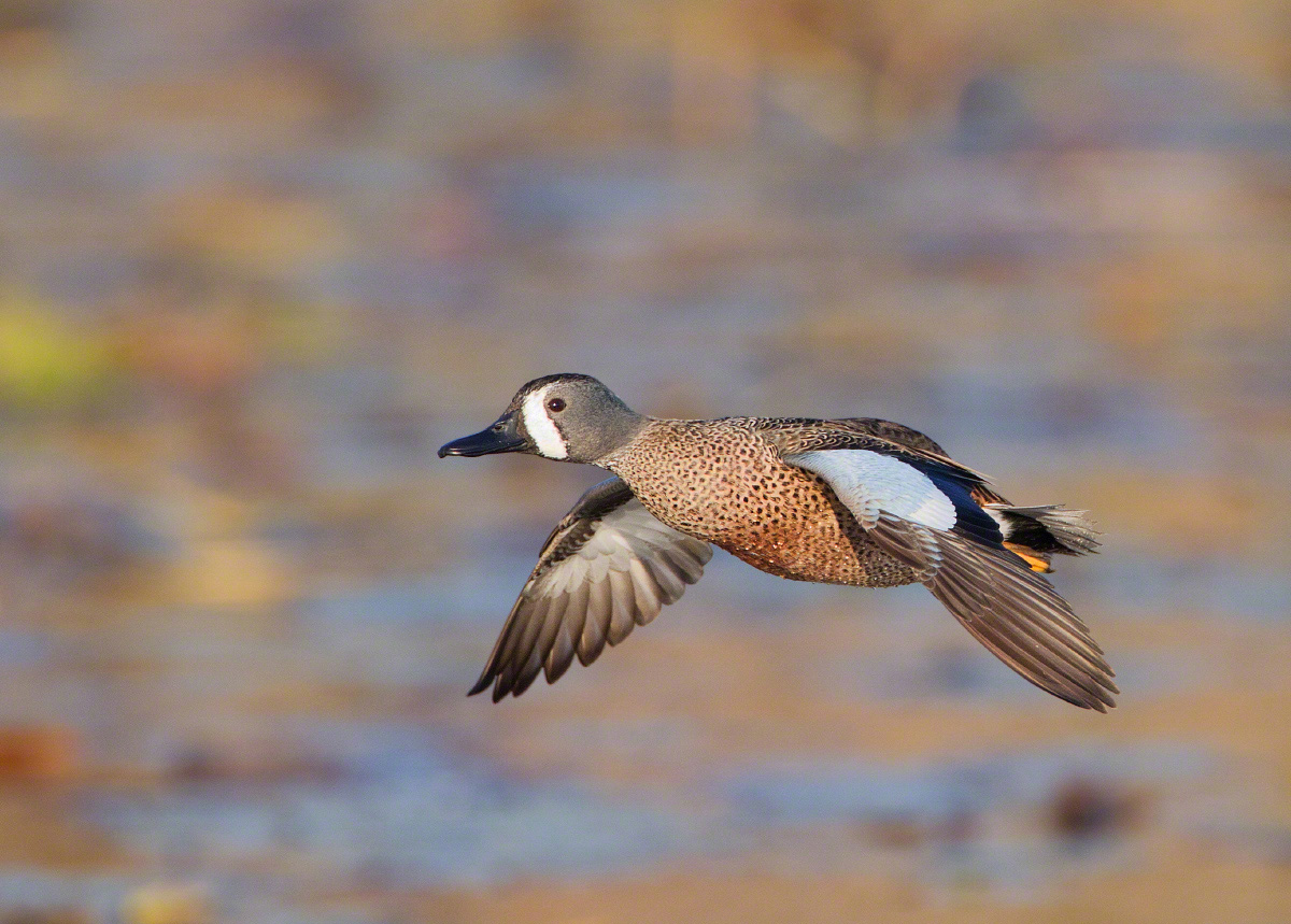 Blue-winged teal