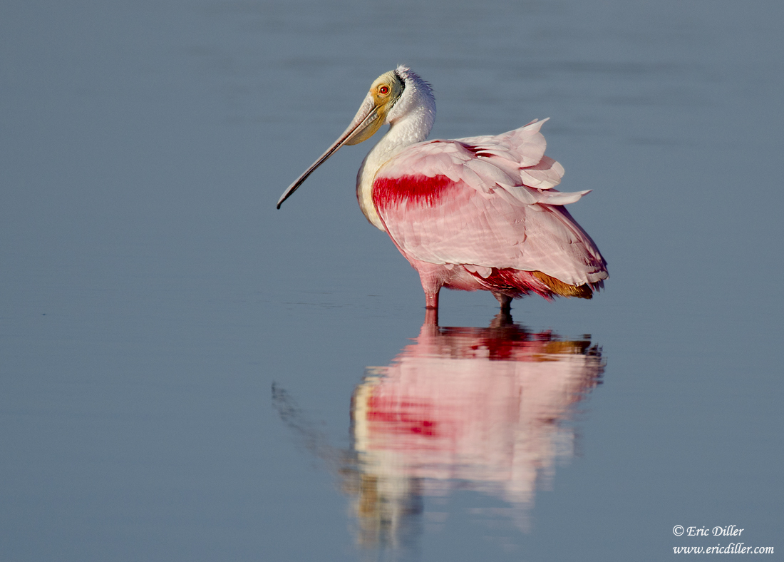 Spoonbill