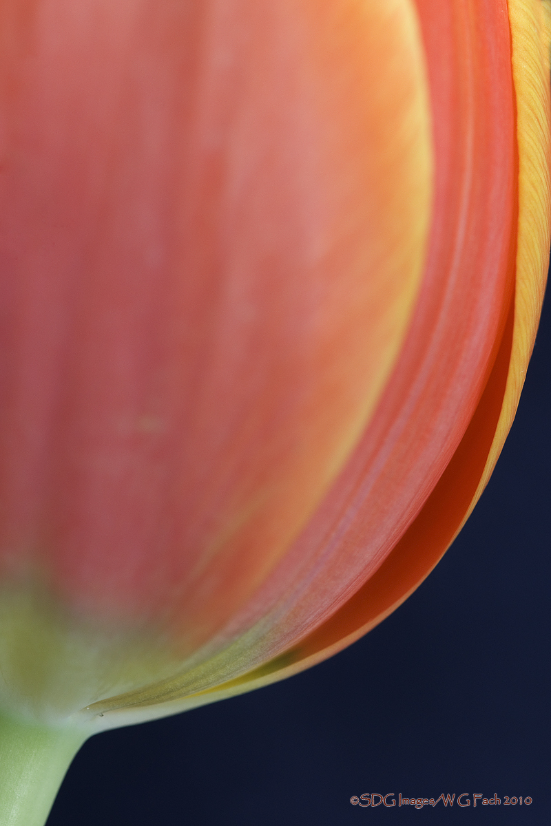 Curvaceous + Alternate Crop