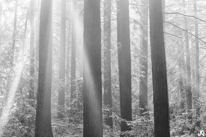 Life Rays *w/EDIT*